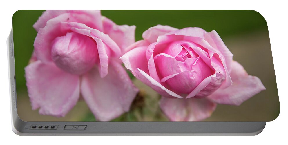 State Capitol State Park Portable Battery Charger featuring the photograph Pink Roses by Tom Cochran
