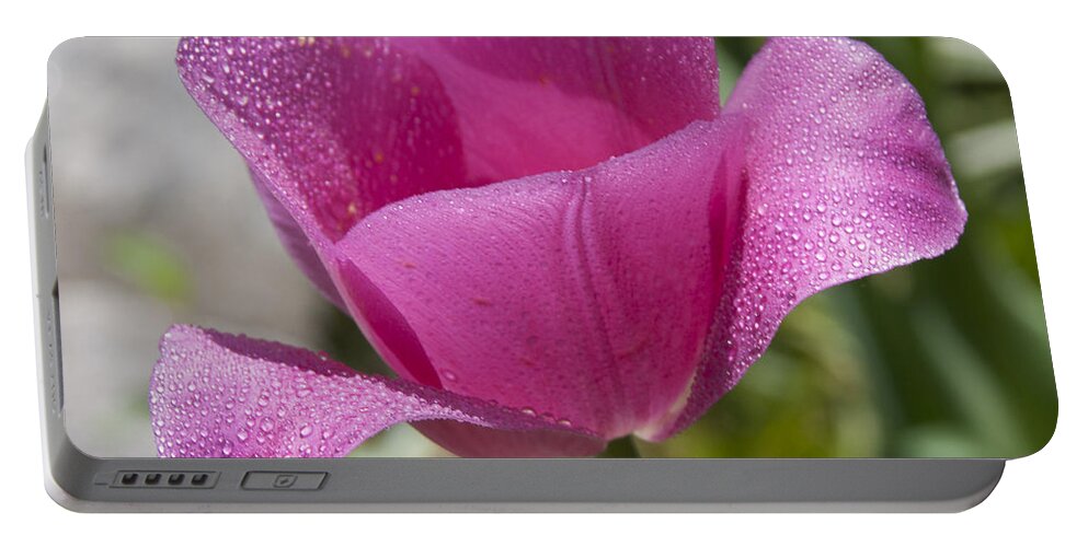 Tranquility Portable Battery Charger featuring the photograph Pink Tulip by Janis Kirstein