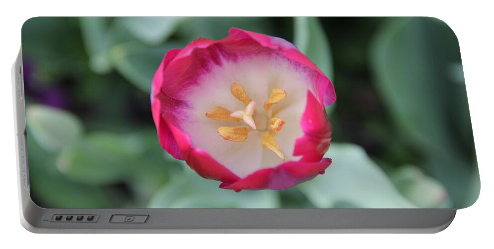 Tulip Portable Battery Charger featuring the photograph Pink Tulip Top View by Allen Nice-Webb