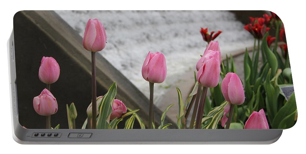 Tulips Portable Battery Charger featuring the photograph Pink Tulips by Allen Nice-Webb