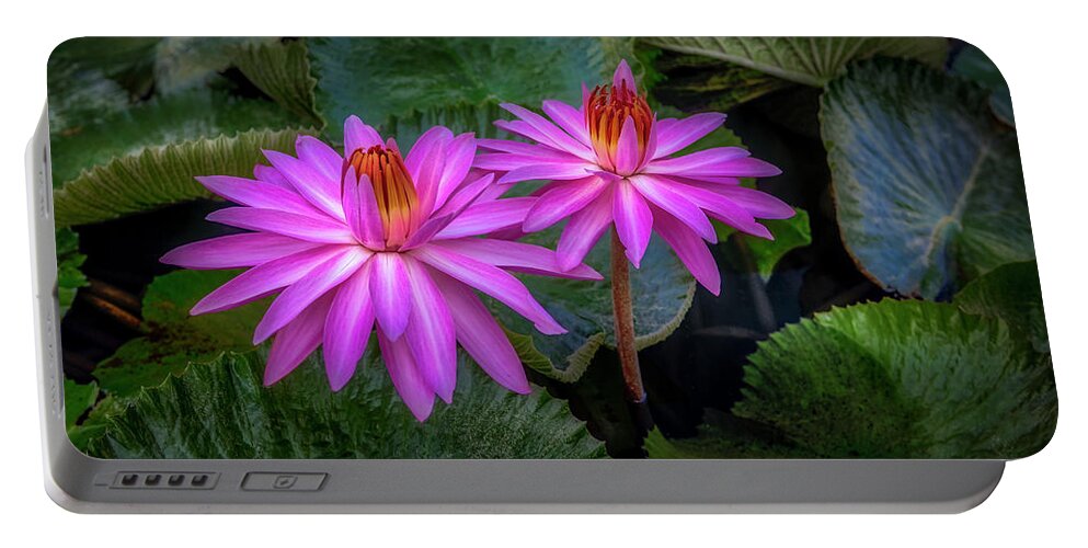 Pink Water Lilies Portable Battery Charger featuring the photograph Pink Water Lilies by Endre Balogh