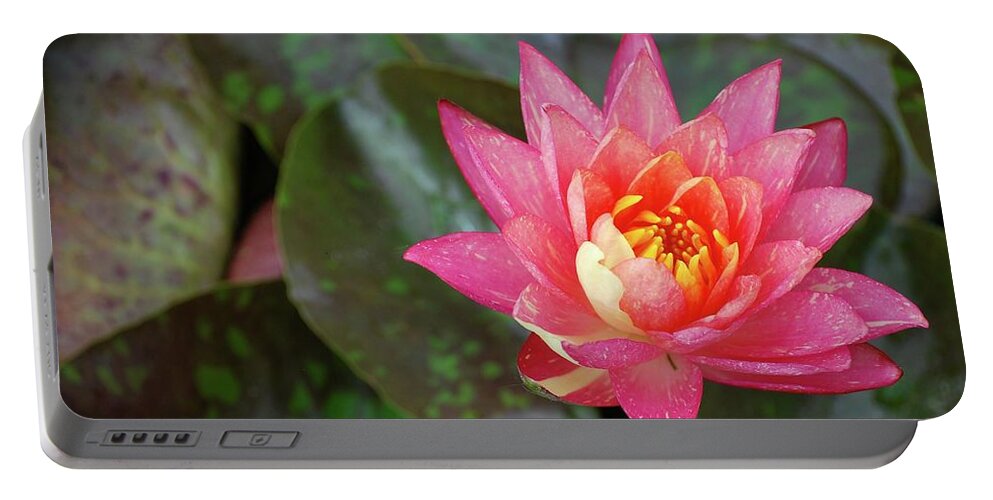 Water Lily Portable Battery Charger featuring the photograph Pink Water Lily Beauty by Amee Cave