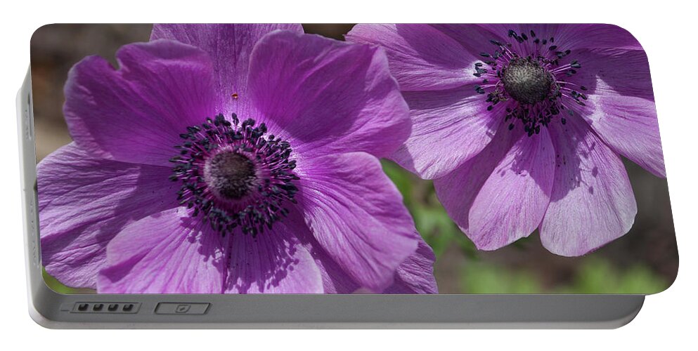 Photograph Portable Battery Charger featuring the photograph Pinky Purple Cosmos by Suzanne Gaff