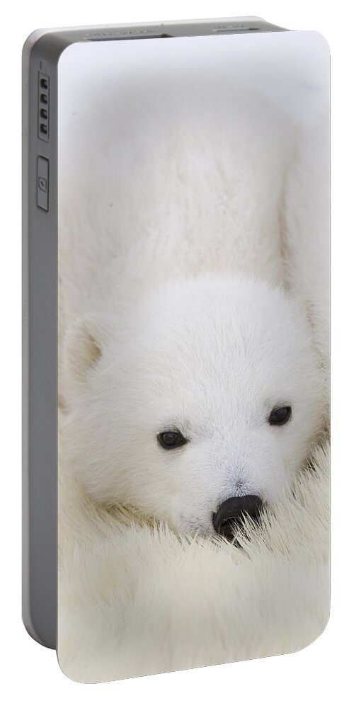 00761348 Portable Battery Charger featuring the photograph Polar Bear Cub Cuddling Against Mother by Suzi Eszterhas