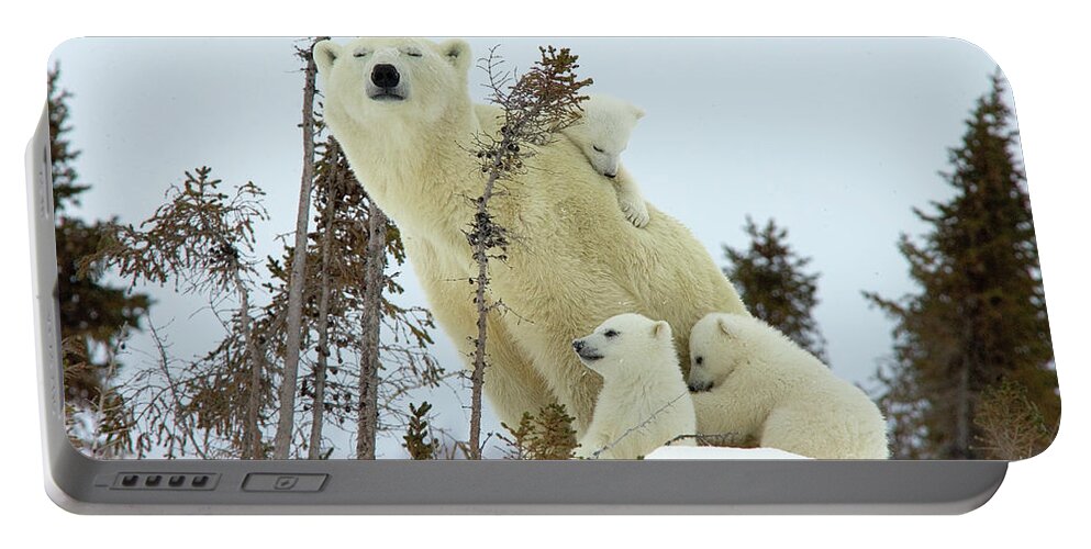 006101009 Portable Battery Charger featuring the photograph Polar Bear Mom and Cubs by Matthias Breiter