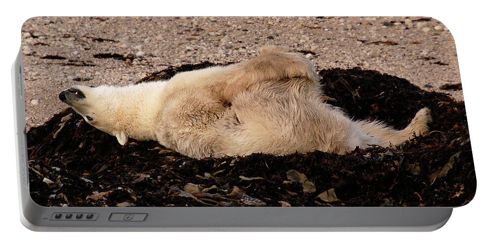 Polar Portable Battery Charger featuring the photograph Polar Bear Warmup by Ted Keller
