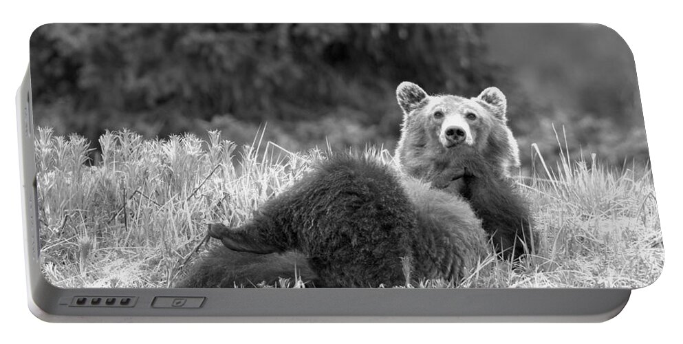 Grizzly Bear Portable Battery Charger featuring the photograph Pondering Life At Banff Black And White by Adam Jewell