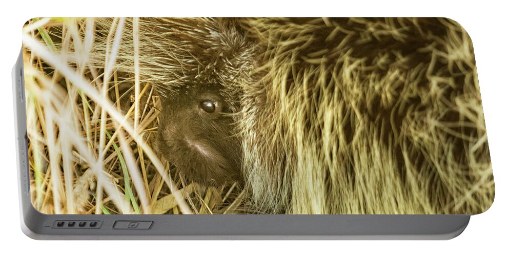 Porcupine Portable Battery Charger featuring the photograph Porcupine Hiding by Belinda Greb