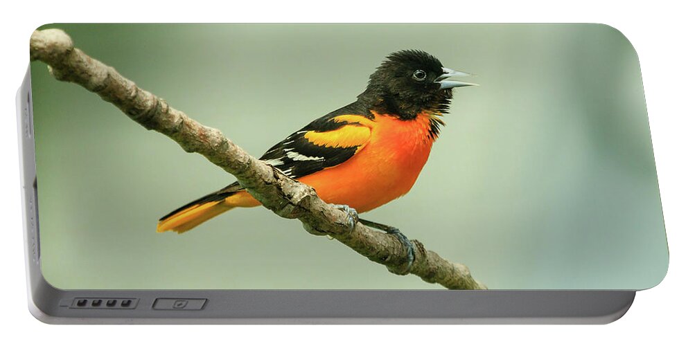 Backyard Portable Battery Charger featuring the photograph Portrait of a Singing Baltimore Oriole by Joni Eskridge