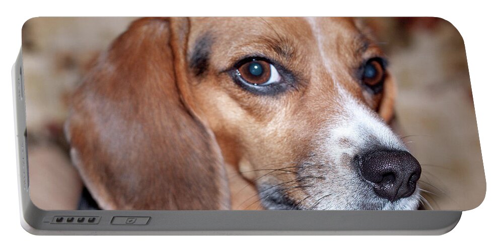 Beagle Portable Battery Charger featuring the photograph Portrait of Kalee by Sherry Hallemeier