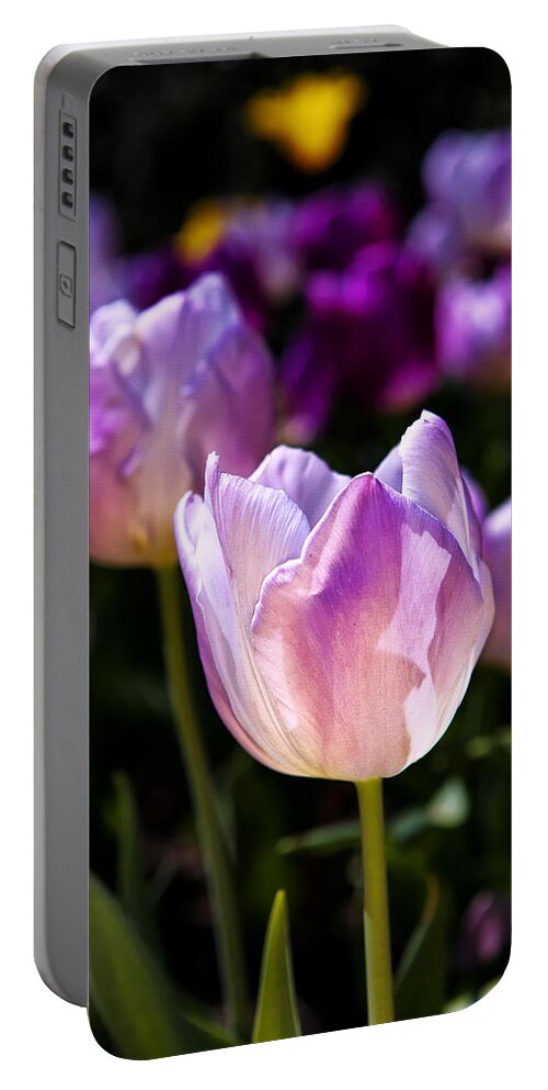 Tulip Portable Battery Charger featuring the photograph Portrait Of Spring by Edward Kreis