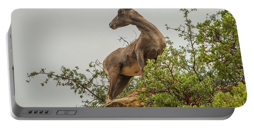 National Park Portable Battery Charger featuring the photograph Posing for the Camera by Doug Scrima