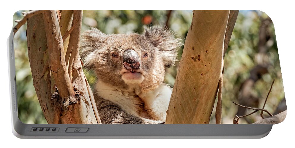 Koala Portable Battery Charger featuring the photograph Posing Koala by Catherine Reading