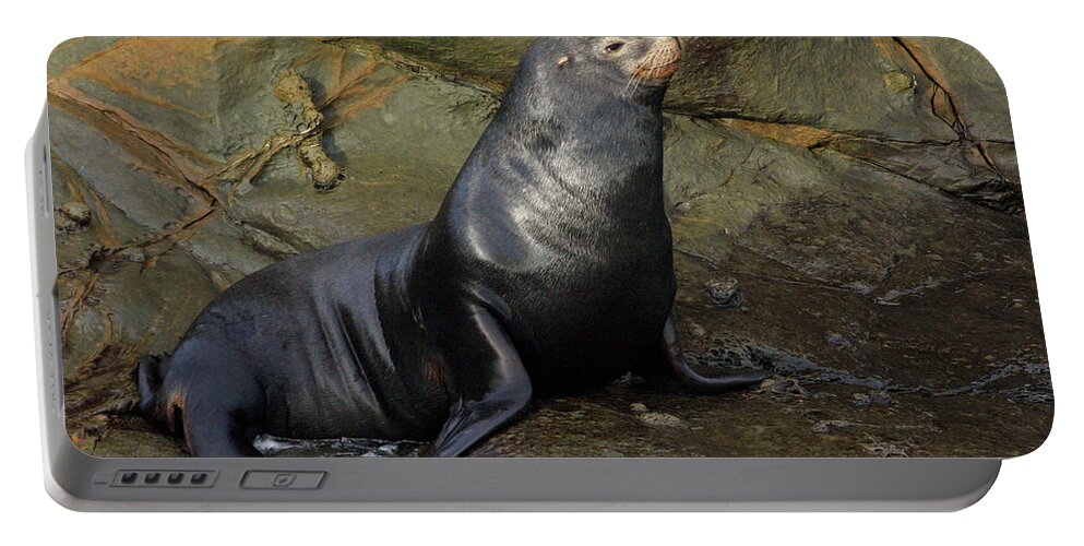 Sea Lion Portable Battery Charger featuring the photograph Posing Sea Lion by Randall Ingalls