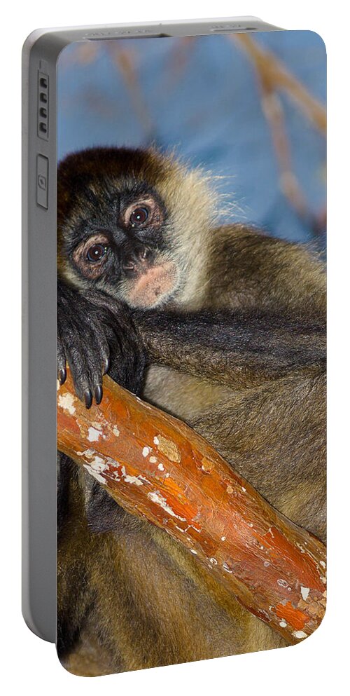 Animals Portable Battery Charger featuring the photograph Posing Spider Monkey by Rikk Flohr