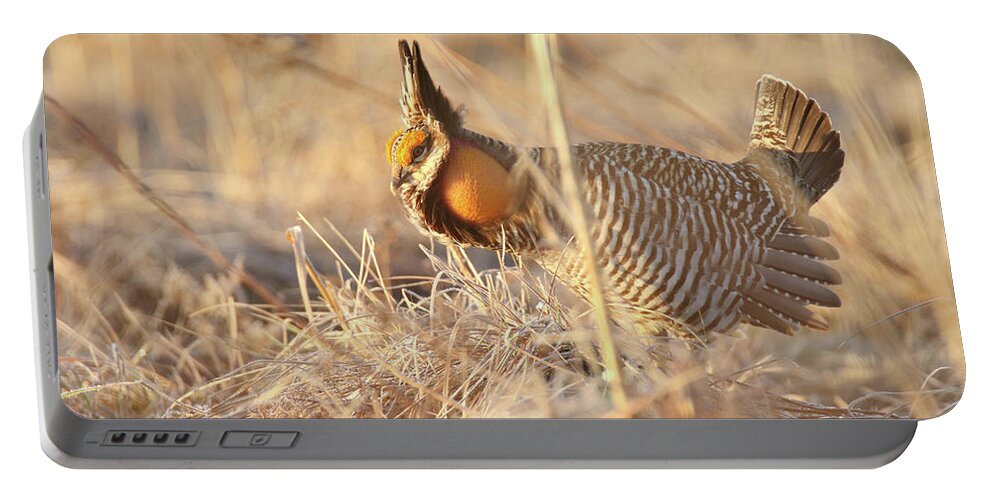 Greater Prairie Chicken Portable Battery Charger featuring the photograph Prairie Chicken 5 by Brook Burling