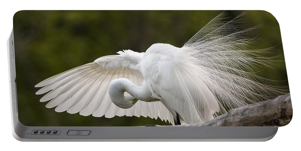 Great Egret Portable Battery Charger featuring the photograph Preening by Jim Miller