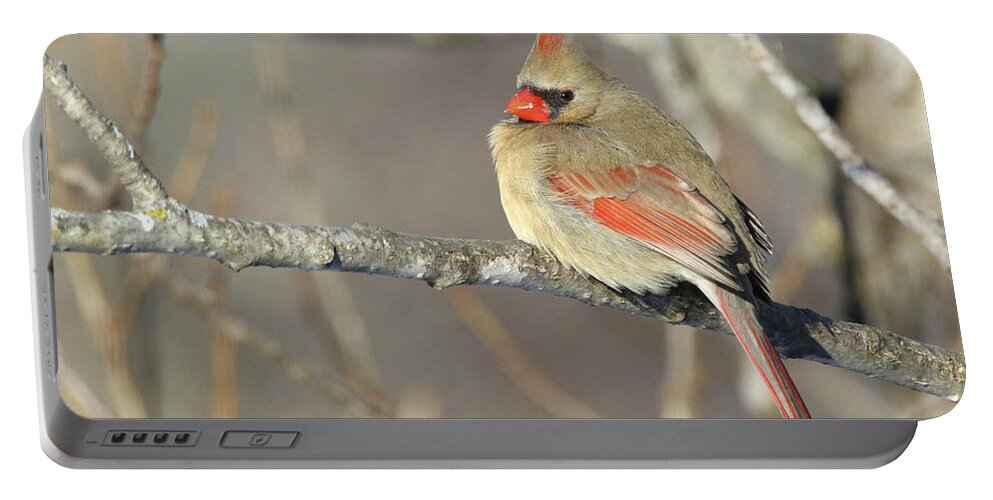 Cardinal Portable Battery Charger featuring the photograph Pretty Female Cardinal by Brook Burling
