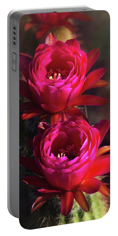 Pink Torch Cactus Flowers Portable Battery Charger featuring the photograph Pretty in Pink Torch Cactus by Saija Lehtonen