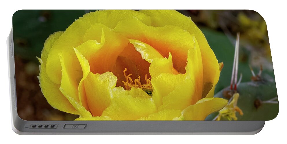 Prickly Portable Battery Charger featuring the photograph Prickly Pear Blossom h1839 by Mark Myhaver