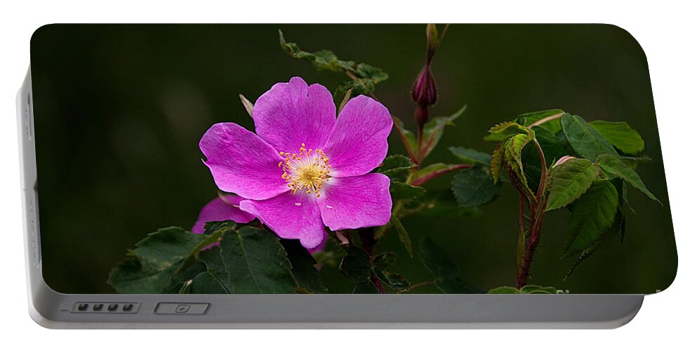 Rose Portable Battery Charger featuring the photograph Prickly Wild Rose - Rosa Acicularis by Lorenzo Cassina