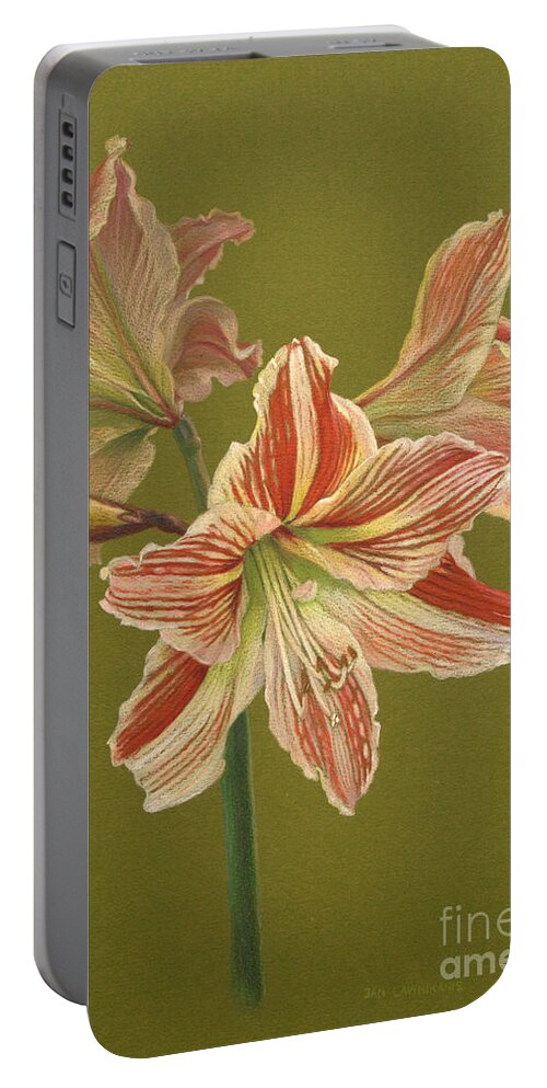 Flowers Portable Battery Charger featuring the drawing Prime of Life 1 by Jan Lawnikanis