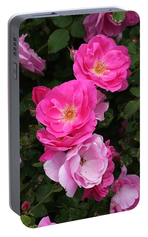 Rose Portable Battery Charger featuring the photograph Profusion of pink by Doris Potter