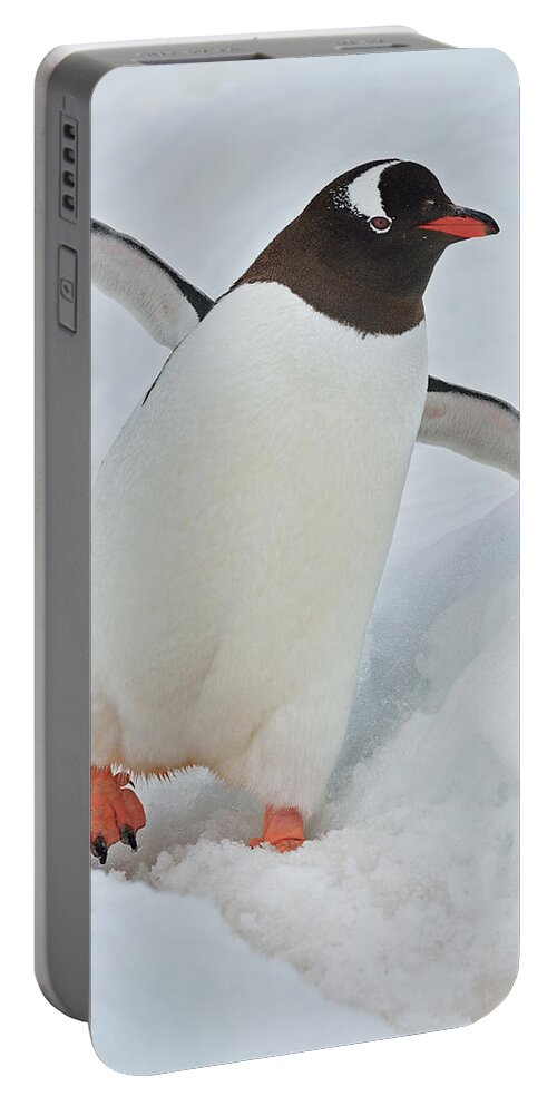 Gentoo Penguin Portable Battery Charger featuring the photograph Progressive by Tony Beck