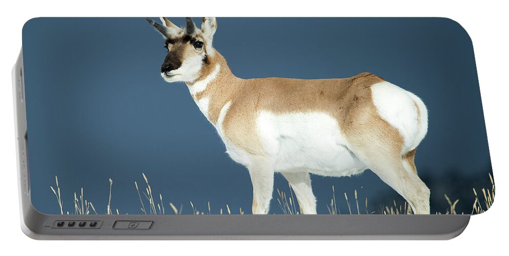 Pronghorn Portable Battery Charger featuring the photograph Pronghorn by Deby Dixon