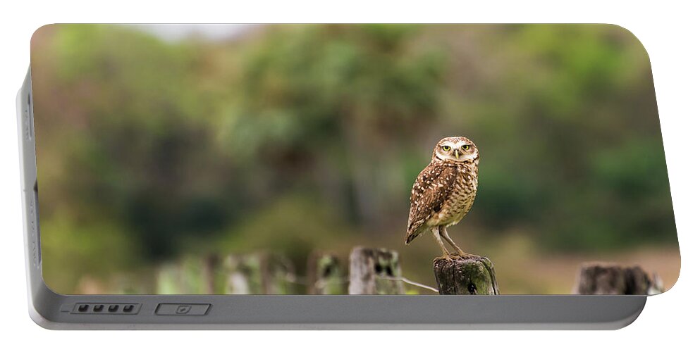 Owl Portable Battery Charger featuring the photograph Property Line by Alex Lapidus