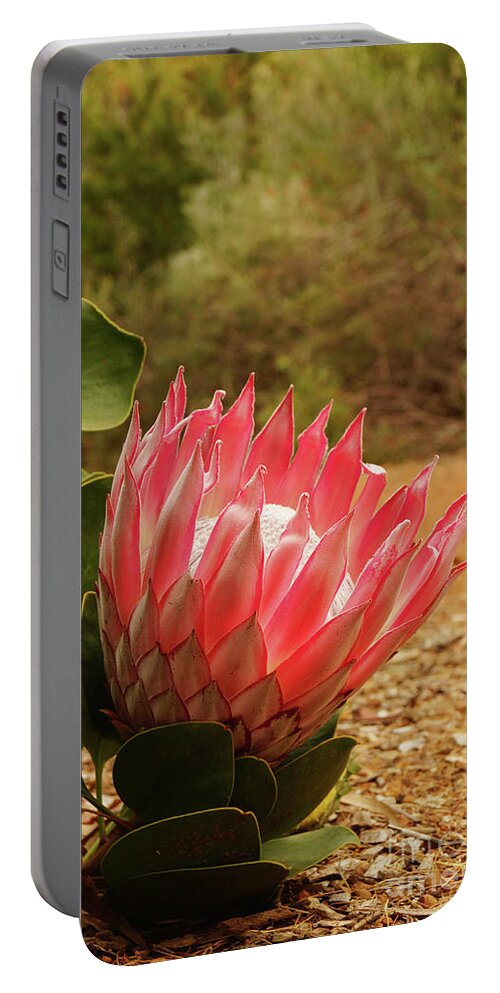 Protea Portable Battery Charger featuring the photograph Protea IV by Cassandra Buckley