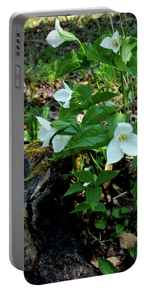 Floral Portable Battery Charger featuring the photograph Protected Wild Trillium by LeeAnn McLaneGoetz McLaneGoetzStudioLLCcom