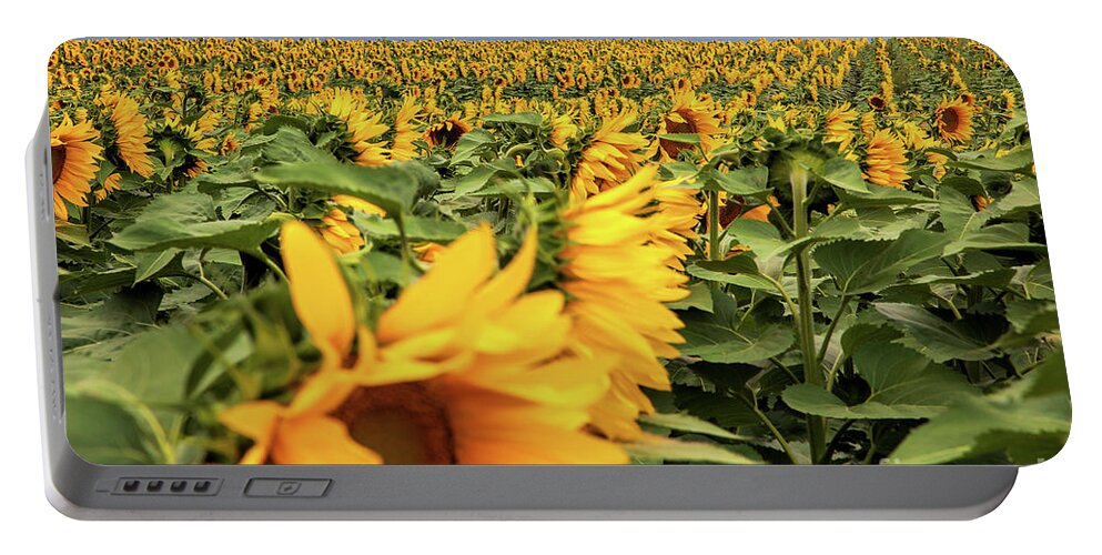 Sunflowers Landscape Portable Battery Charger featuring the photograph Psst-Over Here by Jim Garrison