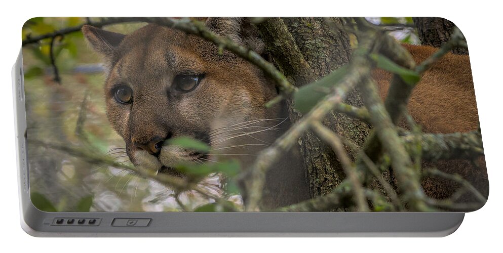 Fine Art Portable Battery Charger featuring the photograph Puma Stalking by David Pine