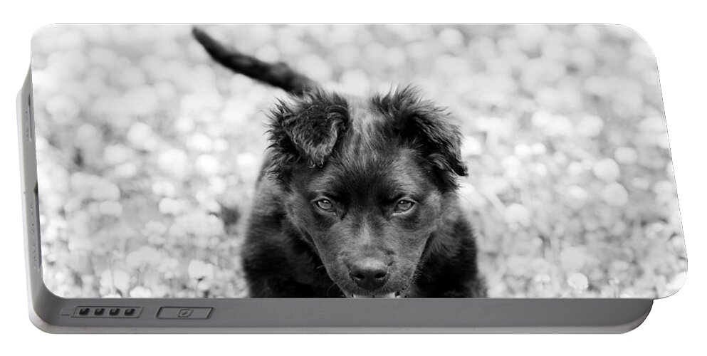 Dog Portable Battery Charger featuring the photograph Puppy Play by Metaphor Photo