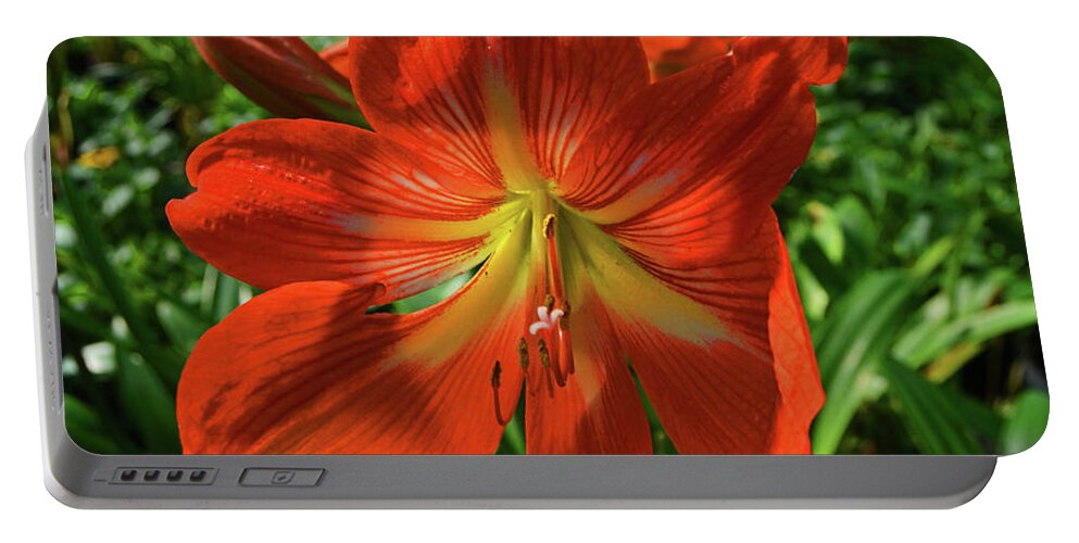 Amaryllis Portable Battery Charger featuring the photograph Pure Joy Amaryllis by George D Gordon III
