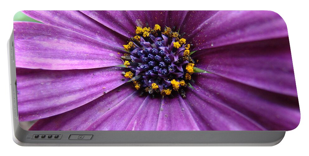 Purple Daisy Portable Battery Charger featuring the photograph Purple African Daisy by Mary Halpin