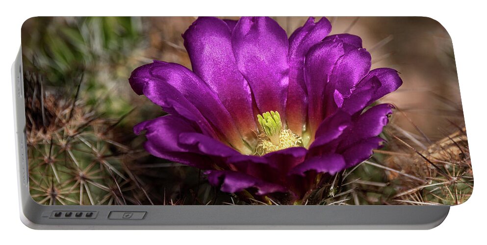 Purple Cactus Flower Portable Battery Charger featuring the photograph Purple Cactus Flower by Saija Lehtonen