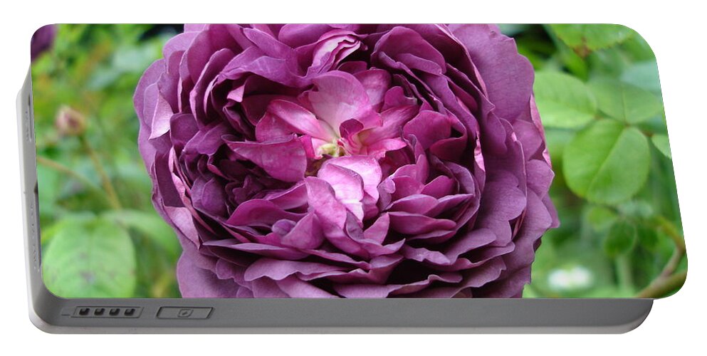 Rose Portable Battery Charger featuring the photograph Purple English Rose by Susan Baker