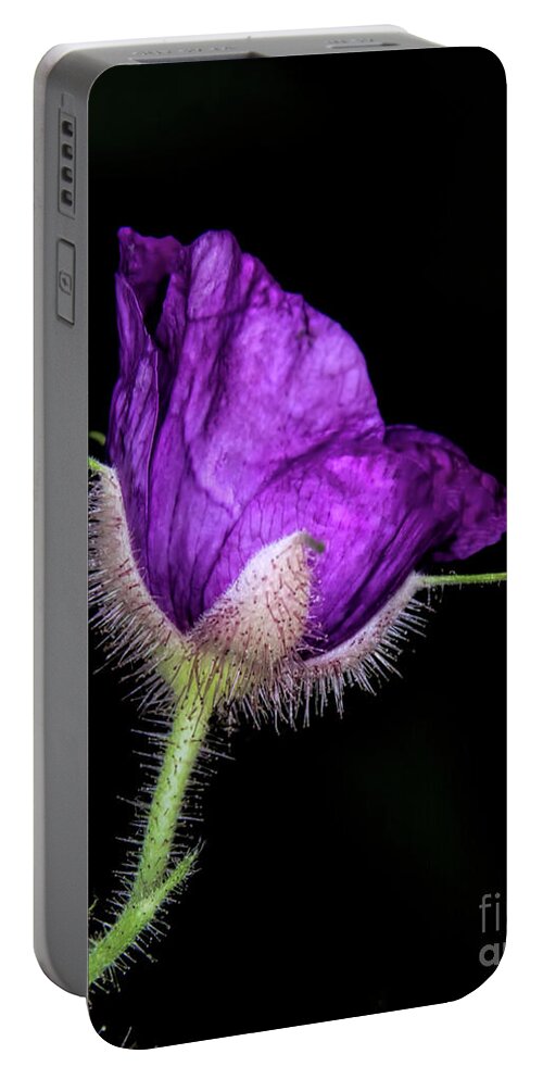 Purple Flowering Raspberry Portable Battery Charger featuring the photograph Purple flowering Raspberry by Barbara Bowen