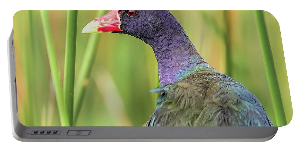 Purple Portable Battery Charger featuring the photograph Purple Gallinule by Richard Goldman