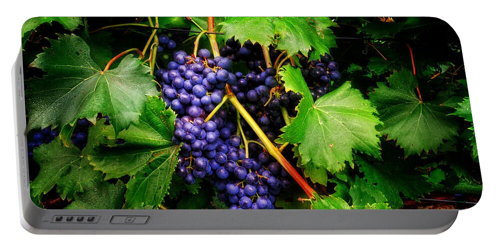 Chambourcin Portable Battery Charger featuring the photograph Grapes by Greg and Chrystal Mimbs