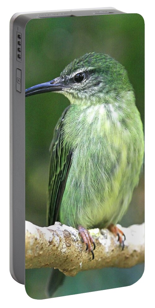 Bird Portable Battery Charger featuring the photograph Purple Honeycreeper female by David Freuthal