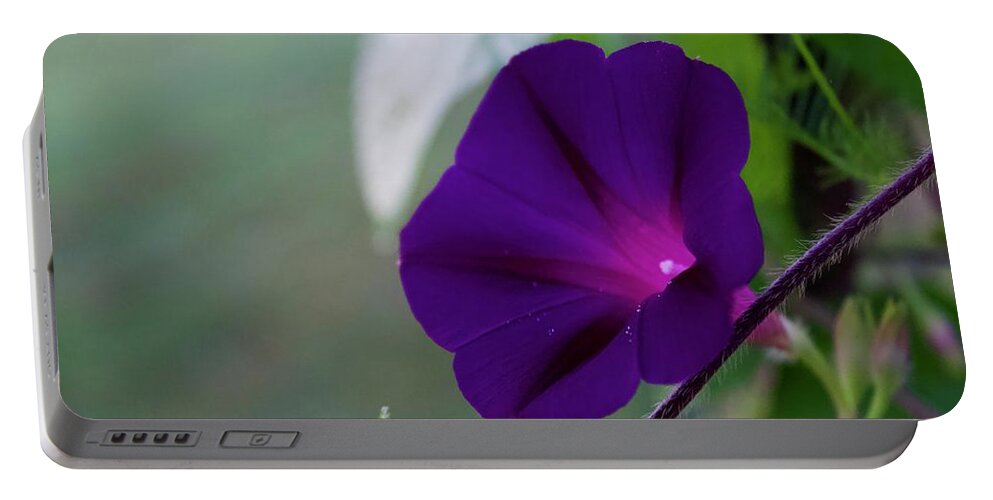 Photograph Portable Battery Charger featuring the photograph Purple Morning Glory by M E