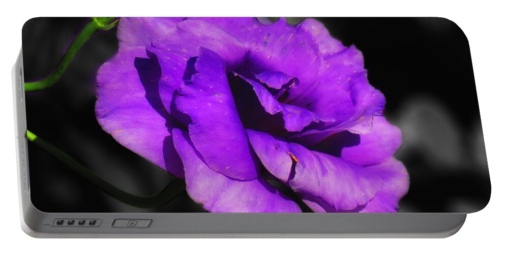 Flower Portable Battery Charger featuring the photograph Purple rose by Rrrose Pix