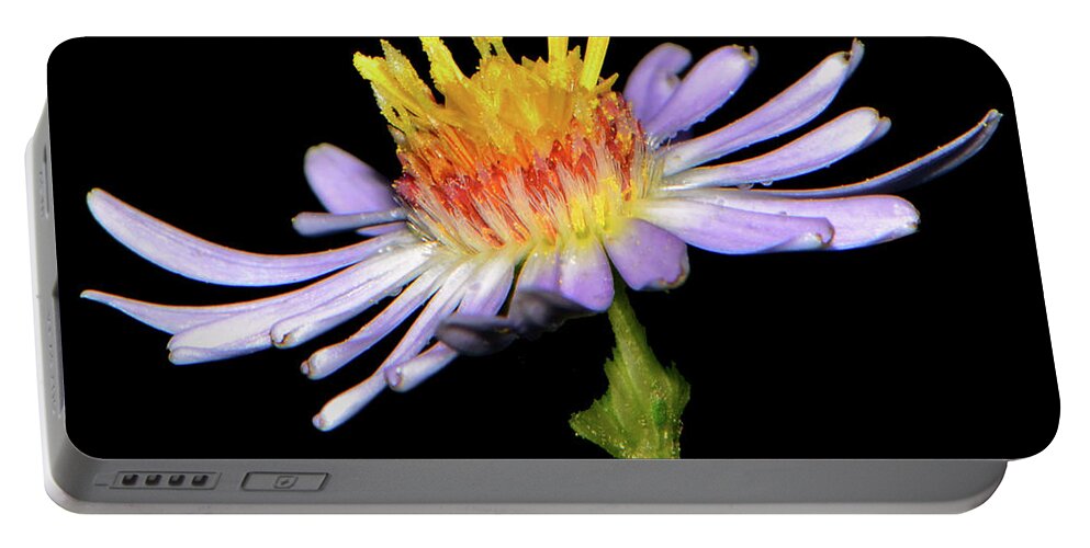 Flower Portable Battery Charger featuring the photograph Purple Wildflower 005 by George Bostian