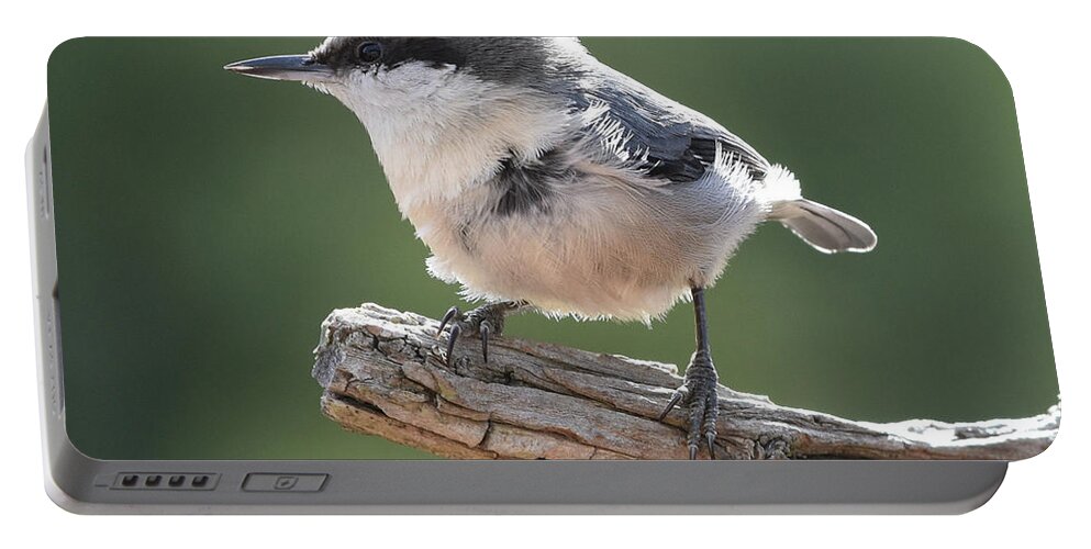 Nuthatch Portable Battery Charger featuring the photograph Pygmy Nuthatch by Ben Foster