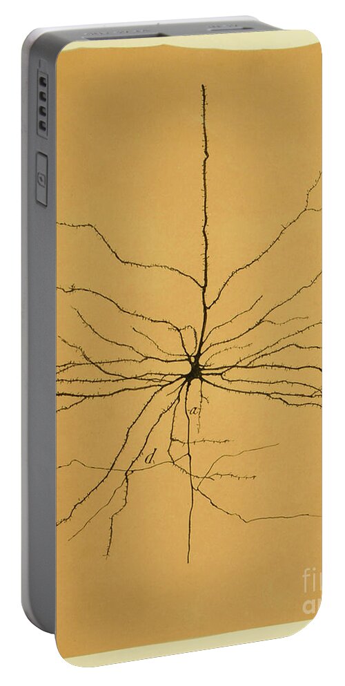Pyramidal Cell Portable Battery Charger featuring the photograph Pyramidal Cell In Cerebral Cortex, Cajal by Science Source