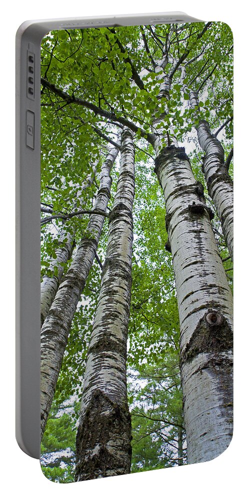 Quaking Aspen Portable Battery Charger featuring the photograph Quaking Aspen by David Freuthal