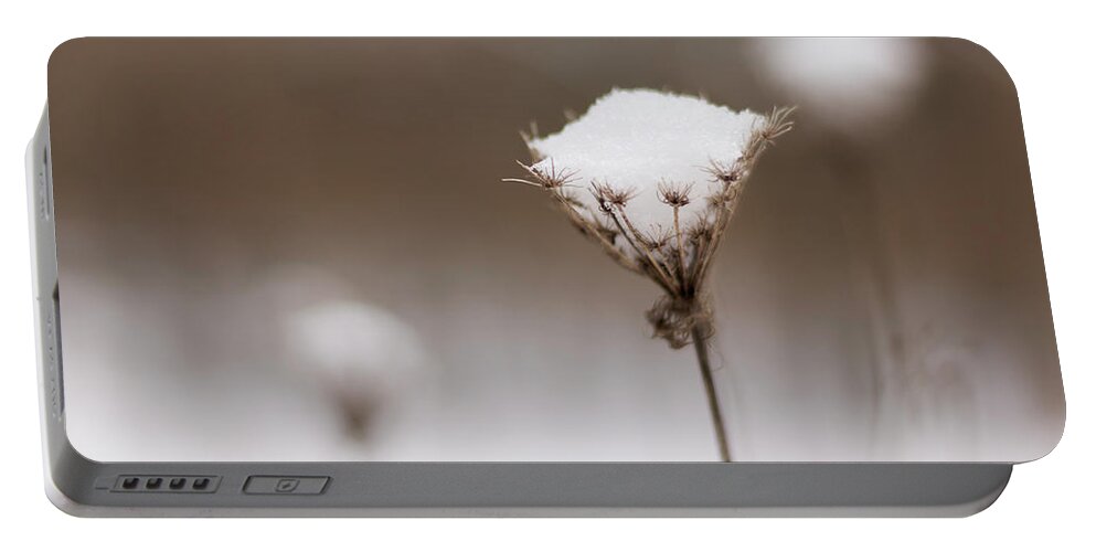 Wildflower Portable Battery Charger featuring the photograph Queen Anne in the Snow by Holly Ross